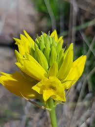 Image result for Eulophia ensata