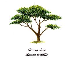 Acacia Tree Paintings Drawing each night for 30 nights). acacia tree paintings