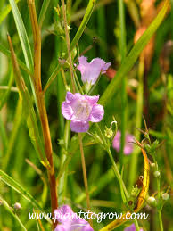 Image result for Geigeria filifolia