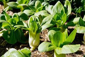 High yielding and tolerant of extremes in temperature this variety is very popular in southern china and southeast asia where it is. Bok Choy Care Tips For Growing Bok Choy Plants