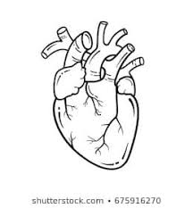 Anatomical Heart Line Art Illustration Vector Simple Heart Sign Human Heart Drawing Anatomical Heart Art Easy Heart Drawings