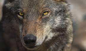 Lobo ibérico é declarado extinto na Andaluzia