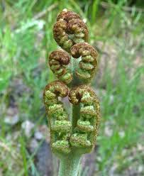 Image result for Pteridium