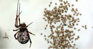 How dangerous are false widow spiders? False Widow Spiders In Uk My Baba