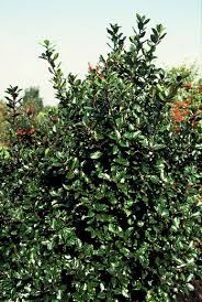 Ilex x meserveae 'blue maid'. Holly Plant Finder Knights Garden Centres