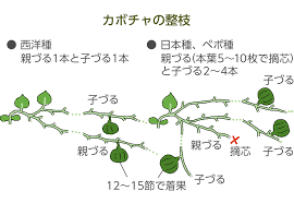 小さいうちの芽かきが必須 カボチャ 特集 読みもの サカタのタネ 家庭菜園 園芸情報サイト 園芸通信