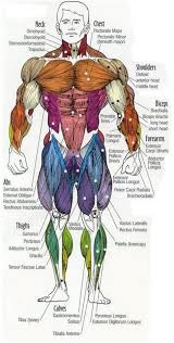 It derives its name from the fact that it consists of two parts (heads), . Muscle Chart Front View Shefalitayal