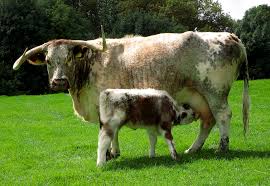 We have three longhorn cows and one steer. English Longhorn Wikipedia