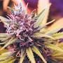 Profile Picture of Cannabis crop consultant: Home | XylemHort Stewart Maxwell (@xylemhort.com) on Google
