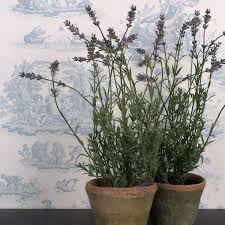 Maybe you would like to learn more about one of these? Grand Illusions Lavender In Pot Restoration Yard