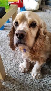 Find and adopt a pet on petfinder today. Adopt Casper On Petfinder Small Dog Rescue Pets Cocker Spaniel Dog