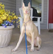 Pin By Tish Birt On Adorable Beautiful Animals Animal Stuff Doberman Pinscher Puppy White Doberman Pinscher Doberman Pinscher
