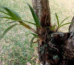 Image result for Eulophia hirschbergii