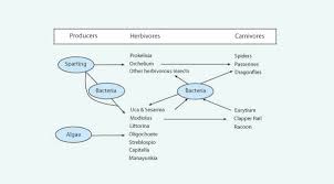 Ecology Of Wetland Ecosystems Water Substrate And Life