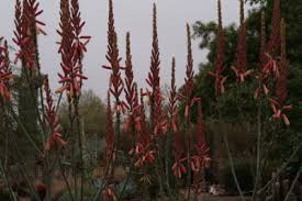 Image result for Aloe aculeata × globuligemma
