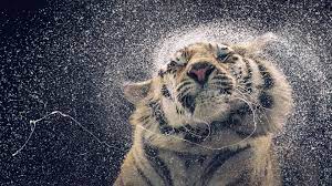 Check spelling or type a new query. Animal 4k Wallpapers Top Free Animal 4k Backgrounds Wallpaperaccess