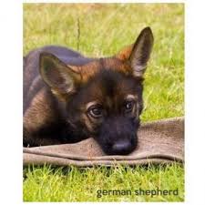 German shepherd facts sable german shepherd german shepherd pictures german shepherd puppies german shepherds bulldog breeds yorkshire terrier awesome german shepherd information is readily available on our internet site. Working German Shepherd Dogs Sable Gsd