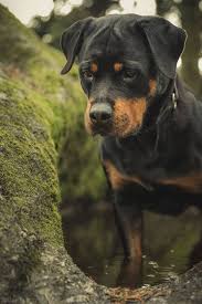 Pin By Sude Avci On Rottweiler Rottweiler Puppies Rottweiler Dog Breeds