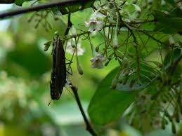 Image result for Piliostigma thonningii