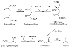 Neben diesen oftmals vorkommenden fehlerquellen gibt es noch weitere, wegen denen der mund einen bitteren geschmack aufweisen kann. Was Ist Ketose Urgeschmack