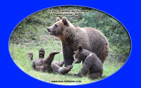 Etsi, vertaa ja löydä sinulle sopivin hotelli yli 250 varaussivustolta. Le Parc Animalier Des Pyrenees Br A Argeles Gazost Br 65400 Br Dans Les Hautes Pyrenees