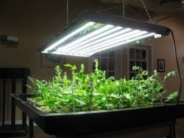 T5 Grow Lights And Comparison Of T 5 And Led Grow Lights Aquaponics Greenhouse Indoor Aquaponics Aquaponics Diy