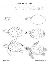 How To Draw A Sea Turtle Sea Turtle Drawing Lesson Turtle Drawing Sea Turtle Drawing Turtle Painting