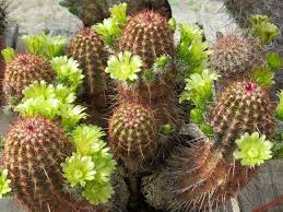 My own plant that i grow was started from cuttings that a friend sent me. Echinocereus Viridiflorus Nylon Hedgehog Cactus World Of Succulents