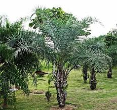 Image result for Syagrus