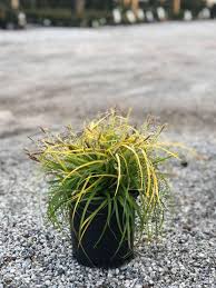 Image result for Carex sp.no.1