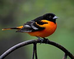 Black Bird With Large Orange Beak Pin On Photography