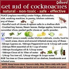 Repel Cockroaches Naturally Without Toxic Harsh Chemicals These Methods Are Safe For Children And Pets Too Cockroaches Bug Spray Recipe Pest Control