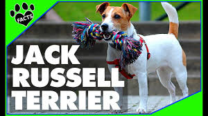 Staff and visitors thought was a real dog as it would breathe. Jack Russell Terrier Dogs 101 Parson Russell Terrier Youtube