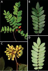 Image result for Rourea minor