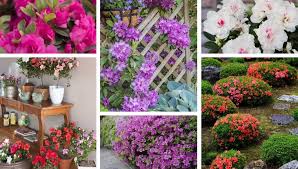 Expansive colorado property where landscape meets luxury 14 photos. Azalea How To Care And 40 Wonderful Ideas For Home And Garden Decoration My Desired Home