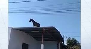 Telhado encachorado passo a passo. Misterio Em Sao Paulo Dois Cavalos Aparecem Em Cima Do Telhado Noticias R7 Sao Paulo
