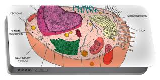 In plant cells, the rigid wall requires that a cell plate be synthesized between the two daughter cells. Animal Cell Diagram Portable Battery Charger For Sale By Science Source