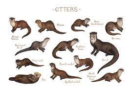 Otters Of The World Field Guide Art Print Watercolor Painting Wall Art Nature Print Wildlife Poster Otter Illustration Otter Art Otters Cute