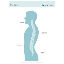 Lower back of the head. Skeletal System Diagram Types Of Skeletal System Diagrams Examples More