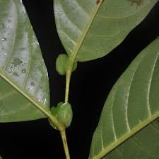 Image result for Magnistipula