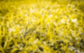 You can download these lightroom blur backgrounds in a very easy way, just click on the background it will be downloaded. Yellow Blur Hd Cb Background Free Stock Download