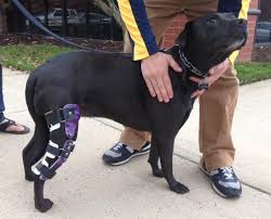 101 reviews of the hip hound i cannot believe that hip hound has not been reviewed yet! Animal Ortho Care Custom Dog Knee Brace Stifle Ccl Acl Dog Braces Leg Braces Dog Leg