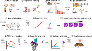 Image result for Neutralization Test