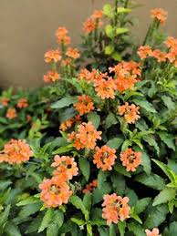 Image result for Crossandra fruticulosa