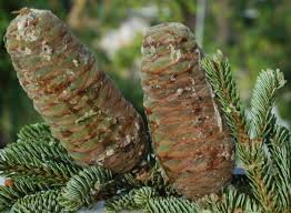 Image result for Cibirhiza