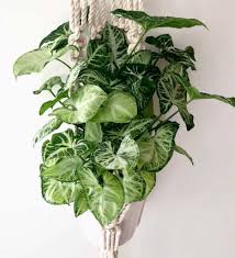 They literally grow towards the sun. Indoor Climbing And Trailing Plants That Are Easy To Care For My Tasteful Space
