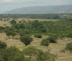 Image result for Otiophora pauciflora