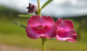 Image result for Sesamum angolense