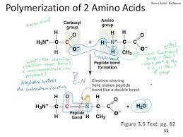 The polypeptide chain thus consists of a regularly repeating part, the backbone or main chain, and a variable part, the. Amino Acids Backbone Peptide Bond Formation Youtube