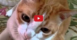 If You Happy And You Know It Say Meow Cat Sings Along To If You Re Happy And You Know It Cute Cats And Kittens Cats Kittens Funny